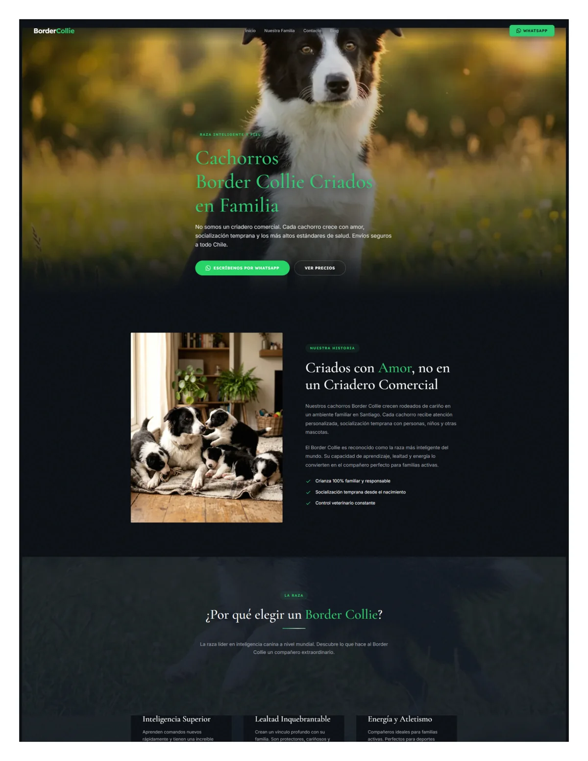 Cachorros Border Collie Chile